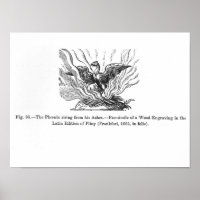 The Phoenix rising from his ashes