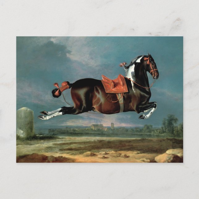 The piebald horse 'Cehero' rearing Postcard (Front)