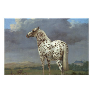 The Piebald Horse Photo Print