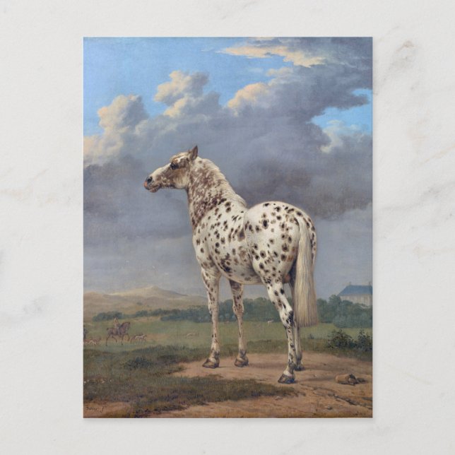 The Piebald Horse Postcard (Front)