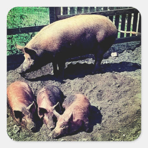 The pig and her three babies square sticker