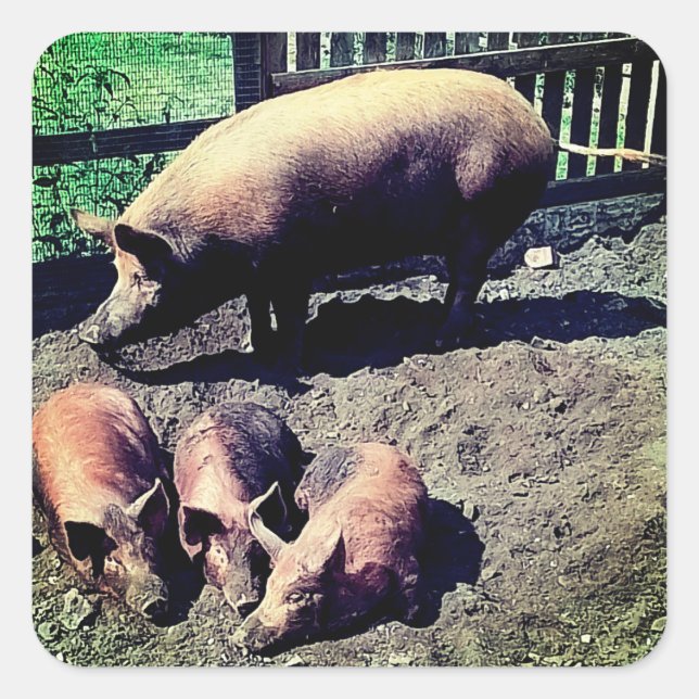 The pig and her three babies square sticker (Front)