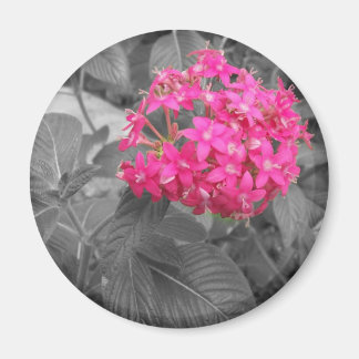 The Pink Flower Magnet
