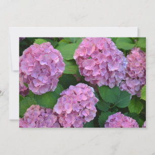 The pink Hortensia hydrangea bush Card