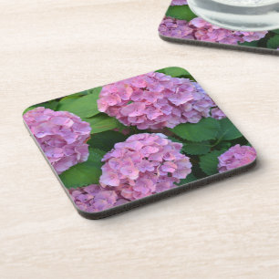 The pink Hortensia hydrangea bush  Coaster