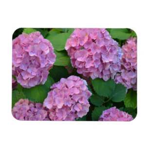 The pink Hortensia hydrangea bush Magnet