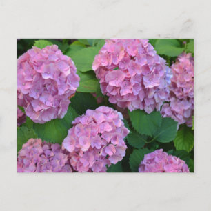 The pink Hortensia hydrangea bush Postcard