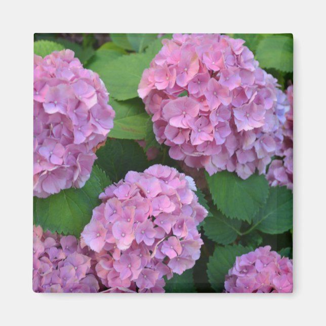 The pink Hortensia hydrangea   Magnet (Front)