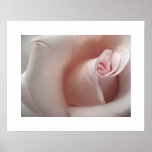 The Pink Rose Poster