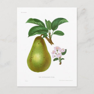 The Pitmaston Pear Postcard