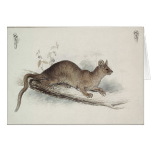 The Polecat, 19th century