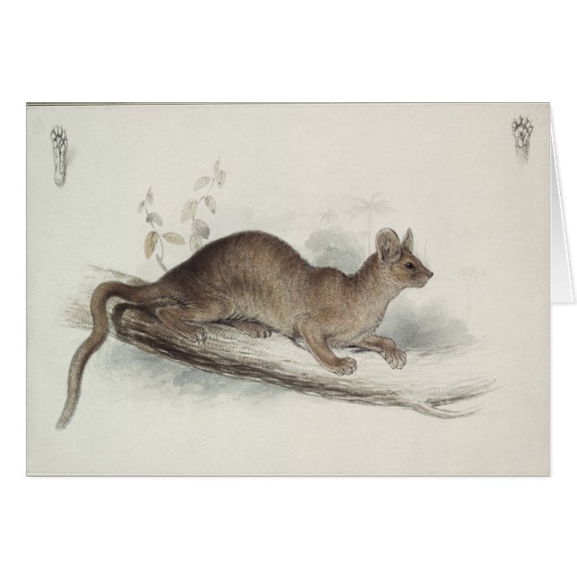 The Polecat, 19th century (Front Horizontal)
