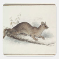 The Polecat, 19th century