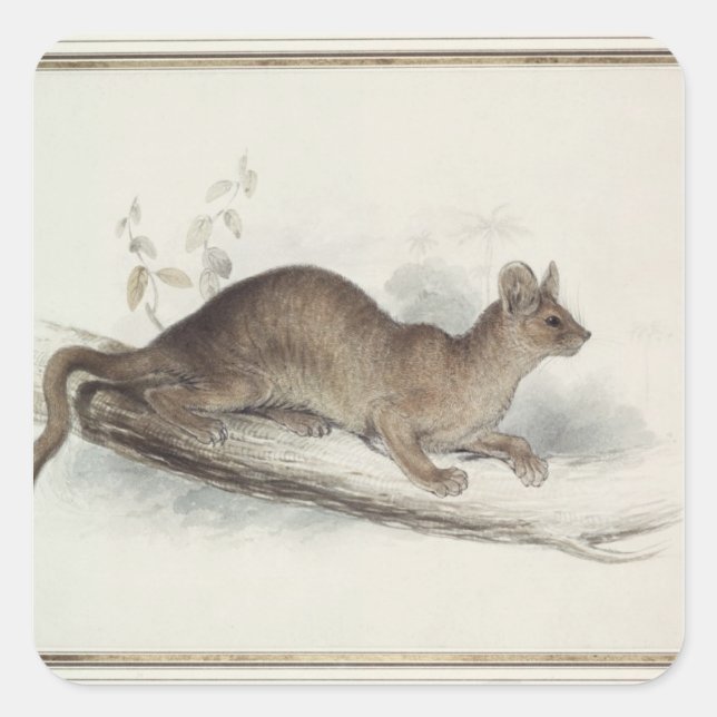 The Polecat, 19th century Square Sticker (Front)