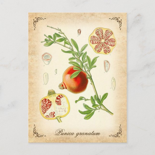 The pomegranate - vintage illustration postcard (Front)