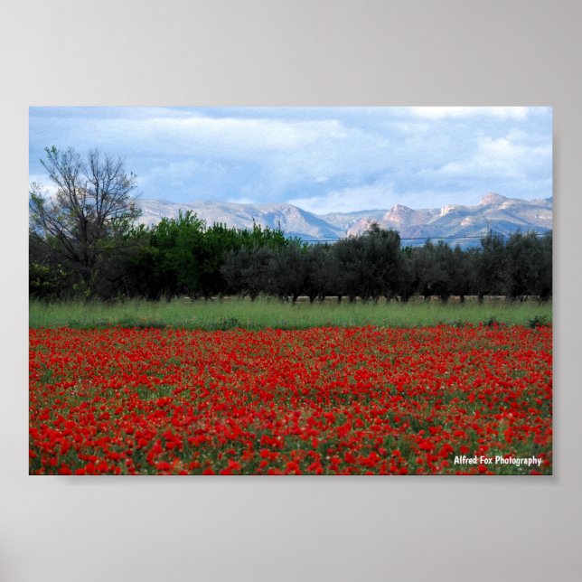 The Poppy Field Poster (Front)