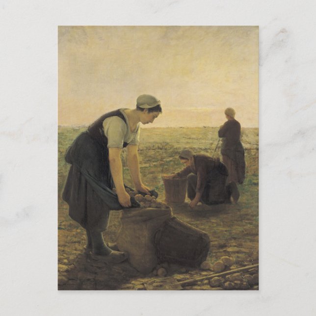 The Potato Harvest Postcard (Front)