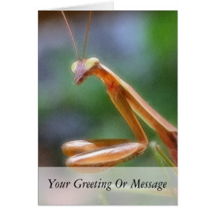The Praying Mantis