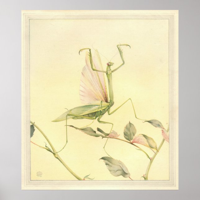 THE PRAYING MANTIS - Insect Book Illustration Poster (Front)