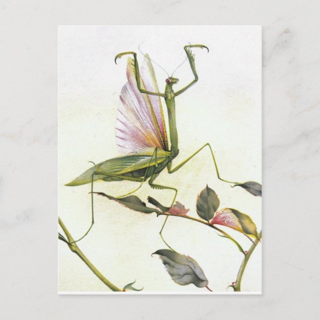 THE PRAYING MANTIS POSTCARD (Front)