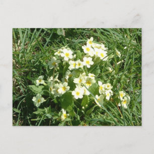 The Primroses Postcard