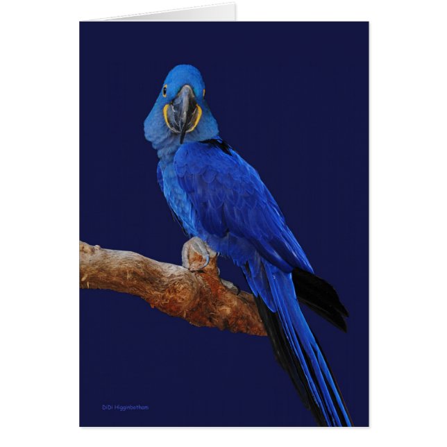 The Prince of Parrots (Front)