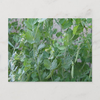 The Princess and the Pea Postcard