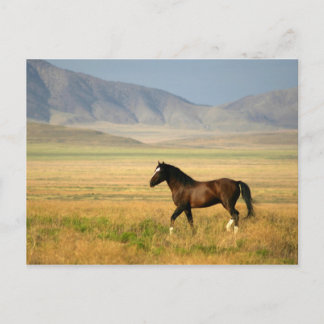 The Proud One Postcard