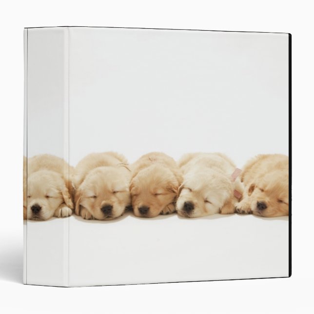 The puppies of the Golden Retriever Binder (Front/Spine)