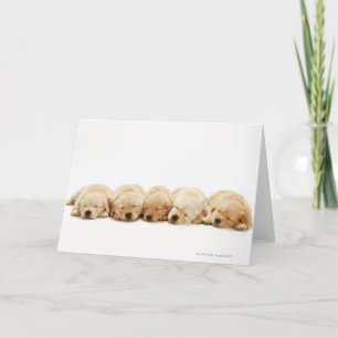 The puppies of the golden retriever card
