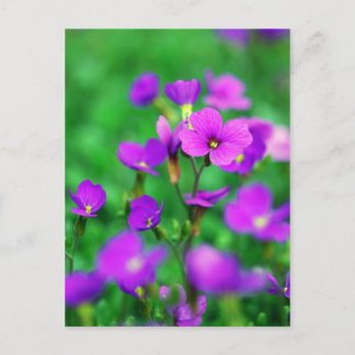 The Purple Invasion Of Spring Postcard