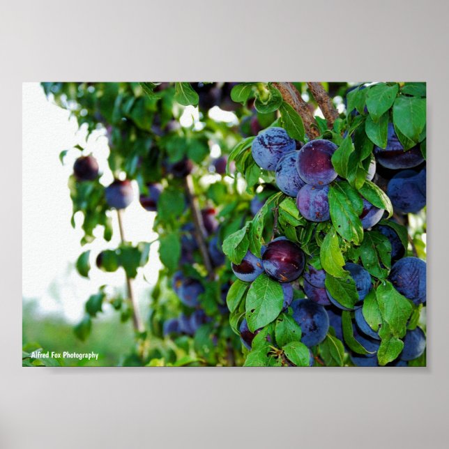 The Purple Plum Tree Poster (Front)