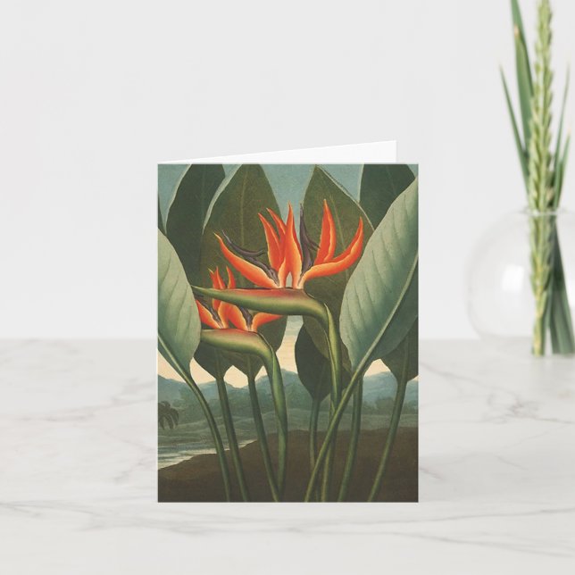 'The Queen (Bird of Paradise)' - Temple of Flora Card (Front)