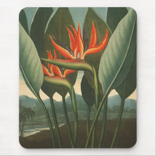 'The Queen (Bird of Paradise)' - Temple of Flora Mouse Pad