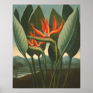 'The Queen (Bird of Paradise)' - Temple of Flora Poster