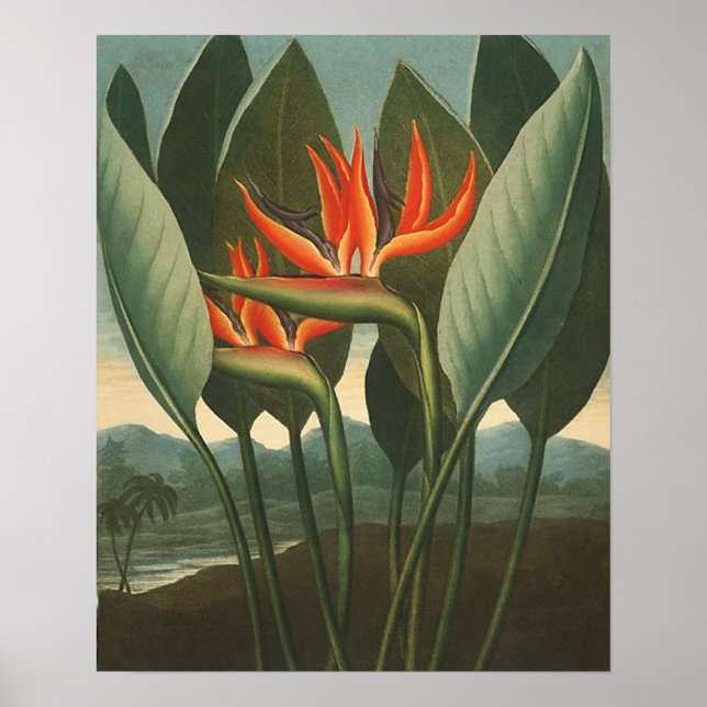 'The Queen (Bird of Paradise)' - Temple of Flora Poster (Front)