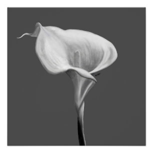 The Quiet Bloom — Black & White Calla Lily Poster