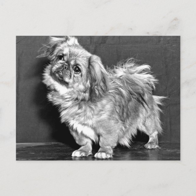 The Quizzicle Pekingese Postcard (Front)