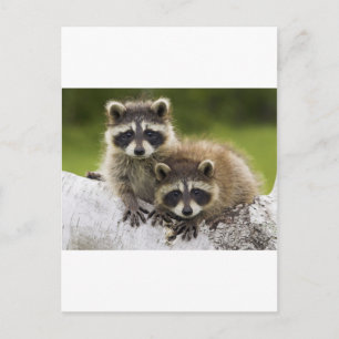 The Raccoon Couple Postcard