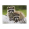The Raccoon Couple