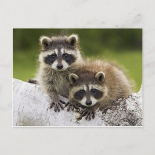 The Raccoon Couple Postcard