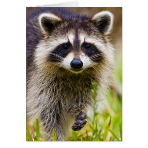 The raccoon, Procyon lotor