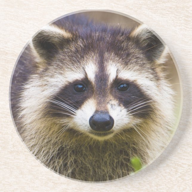 The raccoon, Procyon lotor Coaster (Front)