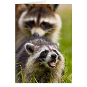 The raccoon, Procyon lotor, is a widespread,