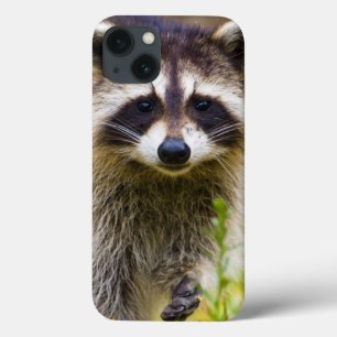 The raccoon, Procyon lotor, is a widespread, 3 iPhone 13 Case