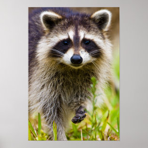 The raccoon, Procyon lotor, is a widespread, 3 Poster