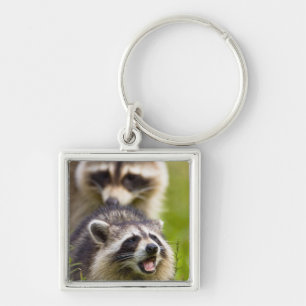 The raccoon, Procyon lotor, is a widespread, Keychain