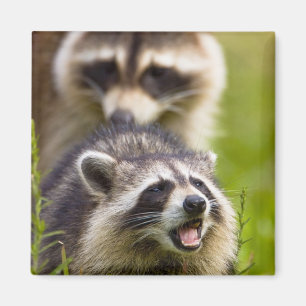 The raccoon, Procyon lotor, is a widespread, Magnet