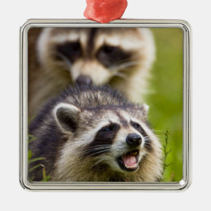 The raccoon, Procyon lotor, is a widespread, Metal Ornament