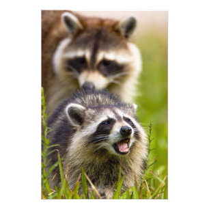 The raccoon, Procyon lotor, is a widespread, Photo Print